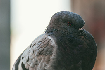 close-up portrait of a pigeon side view