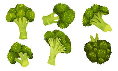 Green Broccoli Cabbage on Stalk as Healthy Nutrition Vector Set