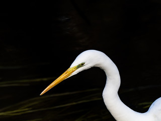 portrait of a great egret 4