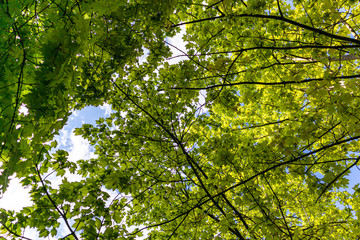 Trees and leaves seen from below