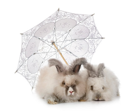 English Angoras rabbit