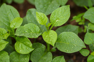 Fototapeta na wymiar Rain drops on green leaf