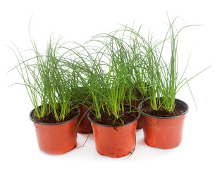 Chives plants