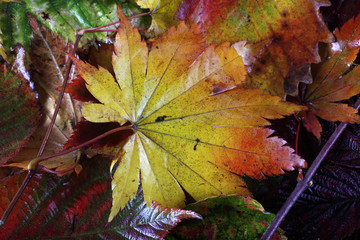 Autumn leaves background