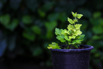Green young plant in black pot with black background