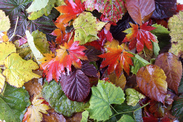 Autumn leaves background