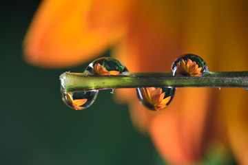The reflection on the droplets macro photo