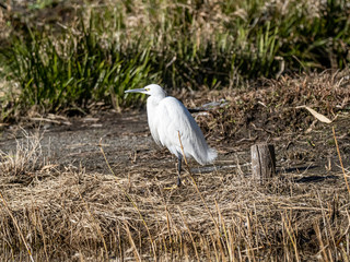 Little egret standing on wetland shore 2