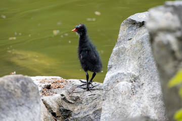 Ein Teichrallen Küken im Dunenkleid am Rand eines Teiches auf einem Stein in der Seitenansicht