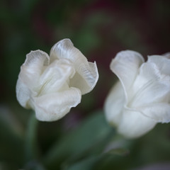 Fototapeta na wymiar Weiße Tulpen