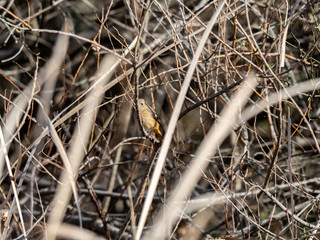 Female Daurian Redstart in wetland reeds 3