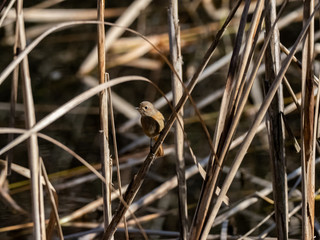 Female Daurian Redstart in wetland reeds 7