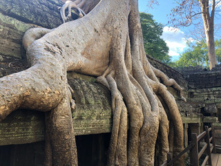Tree with big roots in a temple in Cambodia.