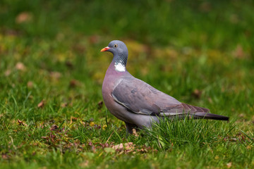 Woodpigeon - Columba palumbus, beautiful colorful pigeon from European forests, Zlin, Czech Republic.
