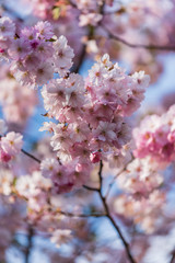 sakura cherry tree pink flowers bloom in spring