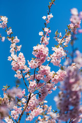 sakura cherry tree pink flowers bloom in spring
