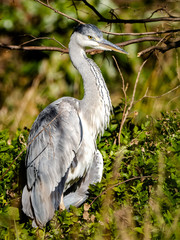 A Japanese gray heron standing in brush 5