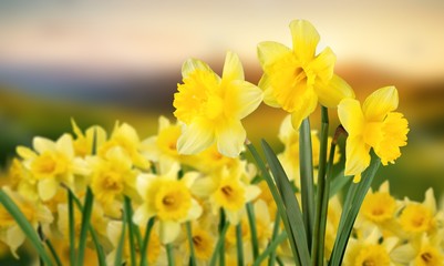 Obraz premium Daffodil.