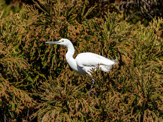 Little egret perched in a Japanese forest tree
