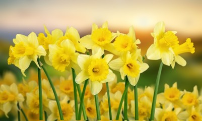 Obraz premium Daffodil.