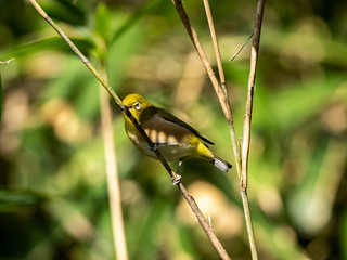Japanese white-eye perched on a twig 3