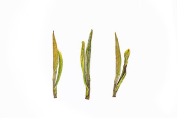 Macro dried leaves of white tea with silver-white hairs from Anji, Zhejiang province, China, made from unopened buds of tea plant. Isolated on white background. 