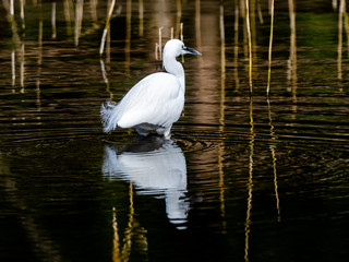 Little Egret wading in small Japanese pond 4