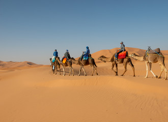 Tourists riding camels across Sahara dunes near Merzouga