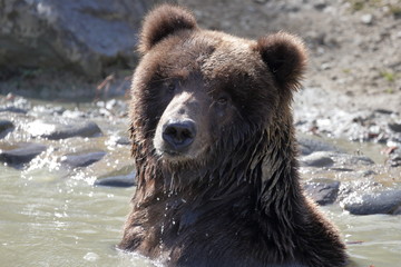 Fototapeta premium 熊 （ヒグマ、グリズリー）