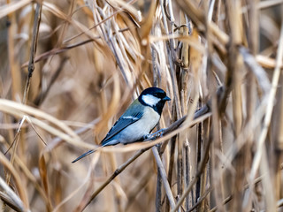 Japanese tit perched on a reed 11