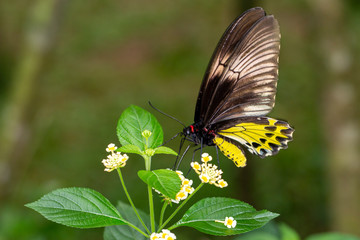 Macro Shot of Butterfly In the Wildfile