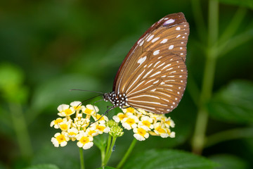 Macro Shot of Butterfly In the Wildfile