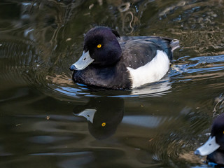 male tufted duck floating in a Japanese pond 7