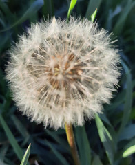 dandelion on a green background