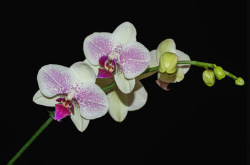 Beautiful white orchid flower with stem (Orchidaceae) isolated on black background.