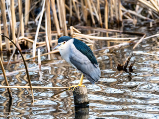 Black-crowned night heron in a Japanese pond 2
