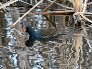 Eurasian common moorhen swims along pond reeds 1