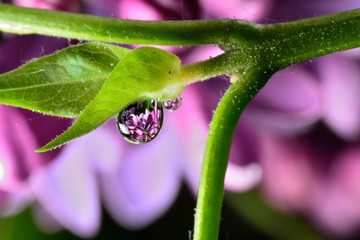 Gentle reflection on the water droplets macro photo
