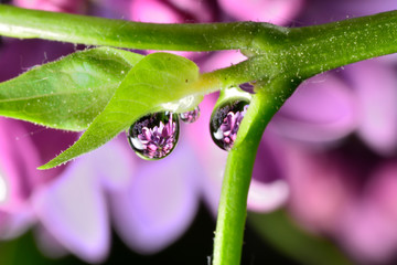 Gentle reflection on the water droplets macro photo