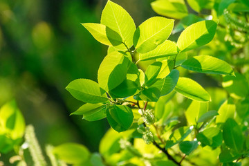 生き生きした緑の若葉　麻機遊水地の木　静岡市