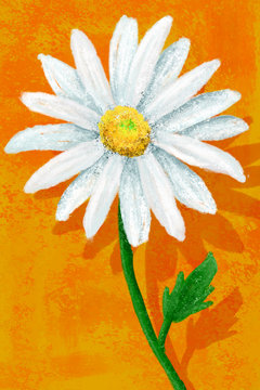 Shasta Daisy