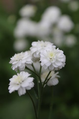 Obraz na płótnie Canvas white flowers