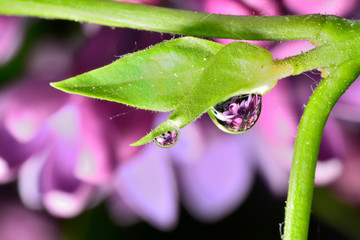 Gentle reflection on the water droplets macro photo