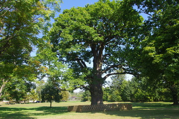 One of the biggest and oldest oak trees in Poland called Bolko, Hniszów, Poland