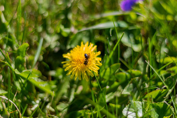 May Flower and a Bee