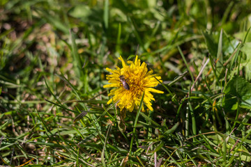 Small Bee on a Dandelion Flower