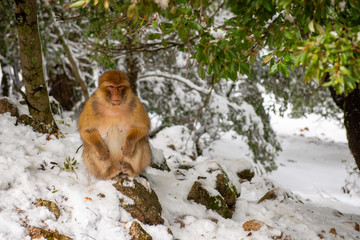 Barbary macaque (Macaca sylvanus) among cedar trees in foothills of the Atlas Mountains