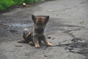 yellow itchy pariah homeless fluffy puppy sitting on an country road in summer