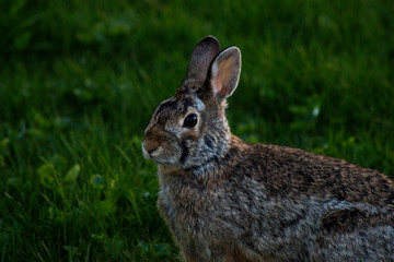 Rabbit in the Grass