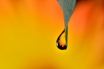 Gentle reflection on the water droplets macro photo
